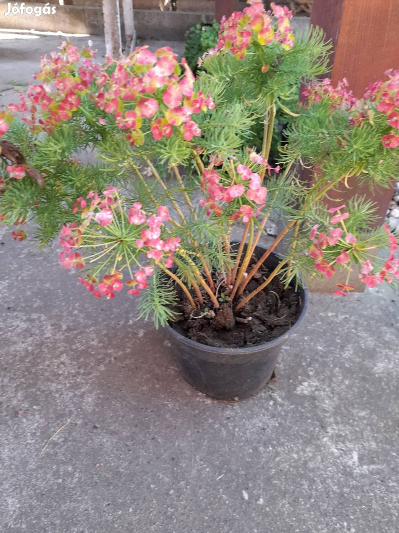 Farkas kutyatej csemeték.