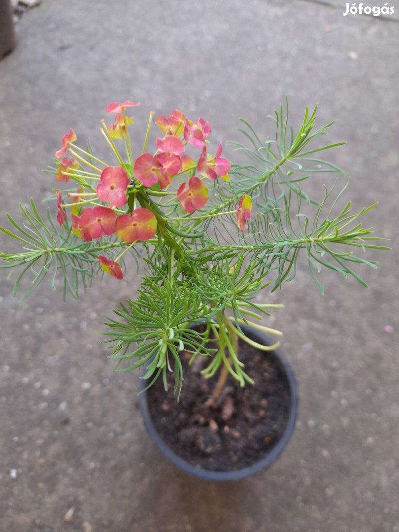 Farkas kutyatej csemeték.