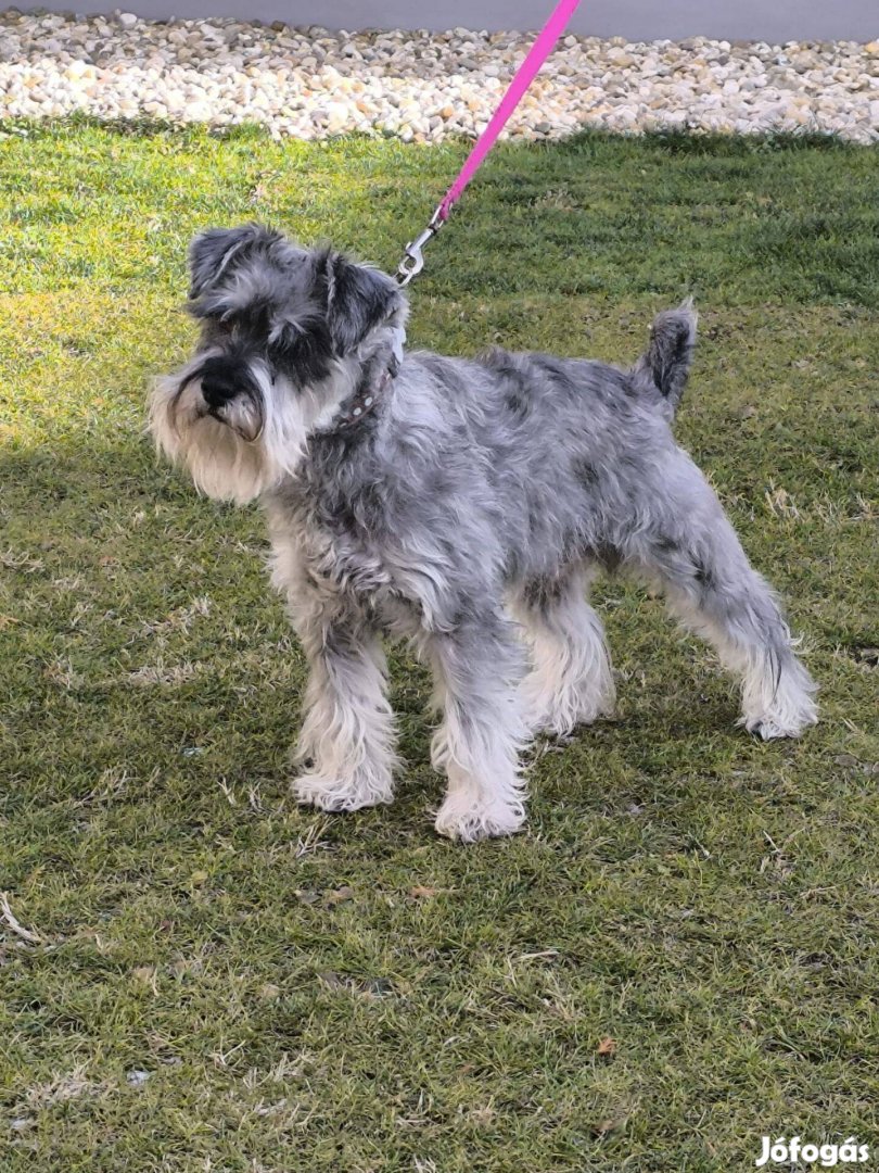 Fedezés ajánlott só-bors törpe schnauzer kan