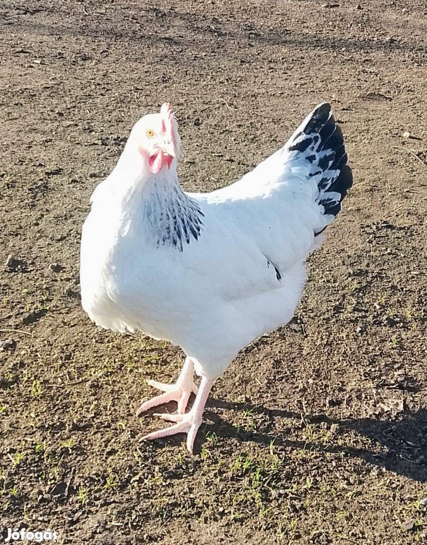 Fehér Sussex Jérce Tyúk