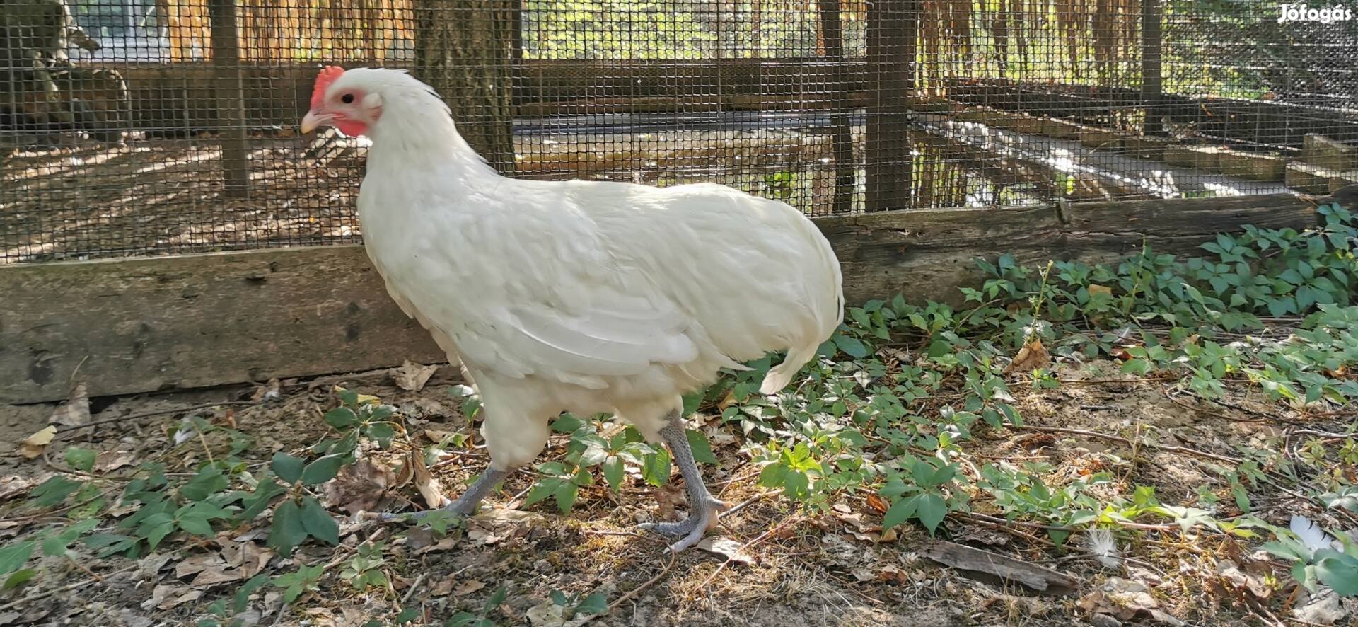 Fehér australorp kakas 