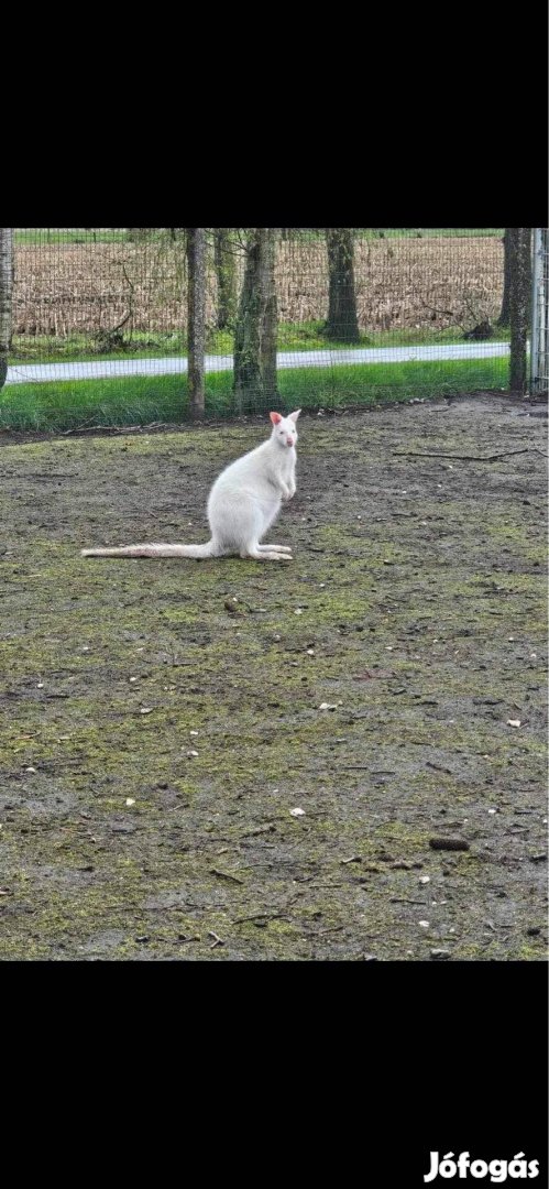 Fehér benett kenguru keresi gazdáját