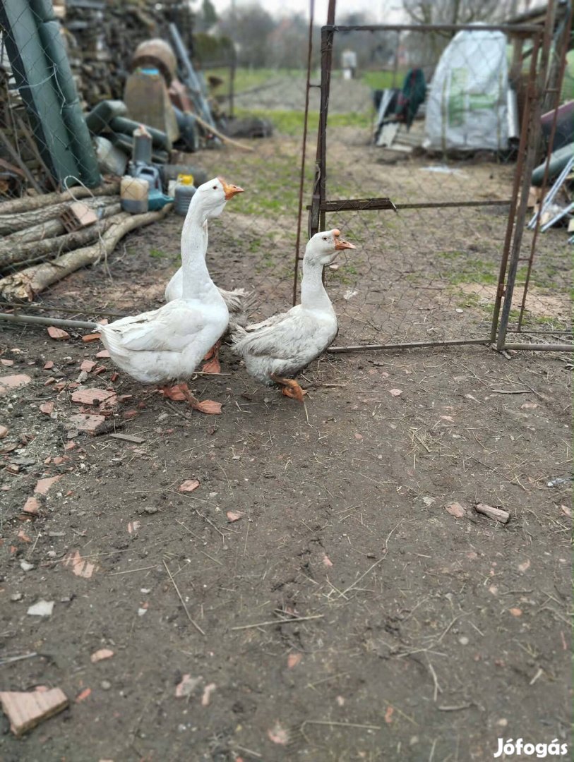 Fehér bütykös liba