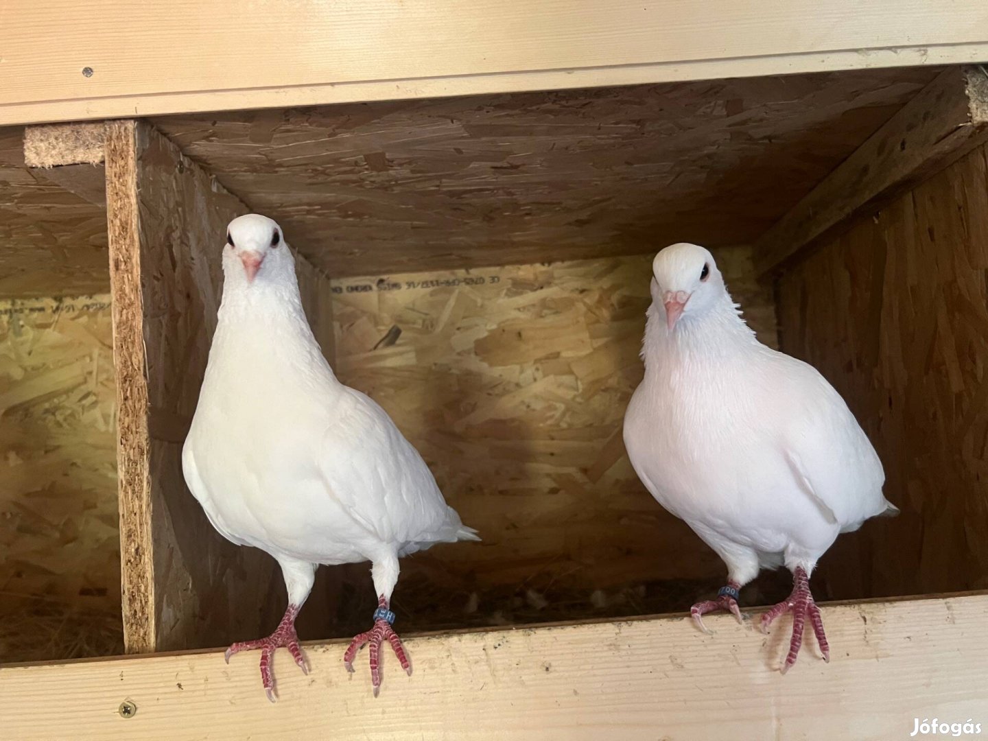 Fehér díszgalambok