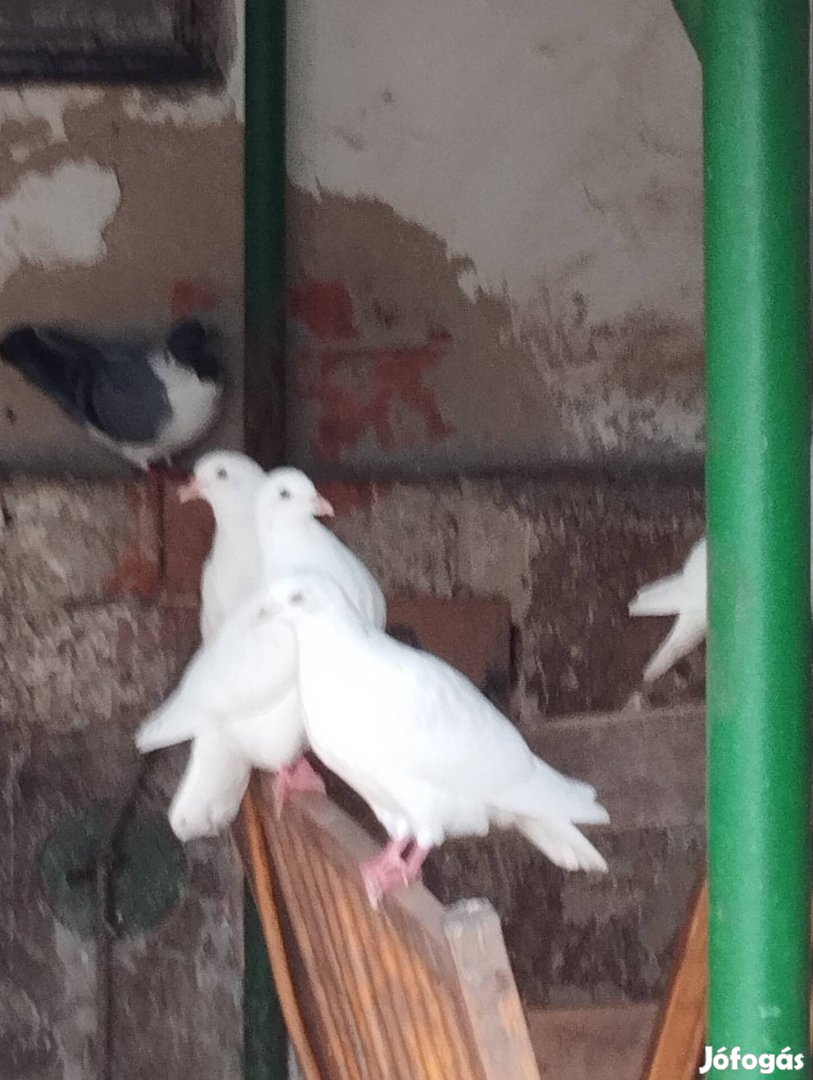 Fehér és tarka galambok 