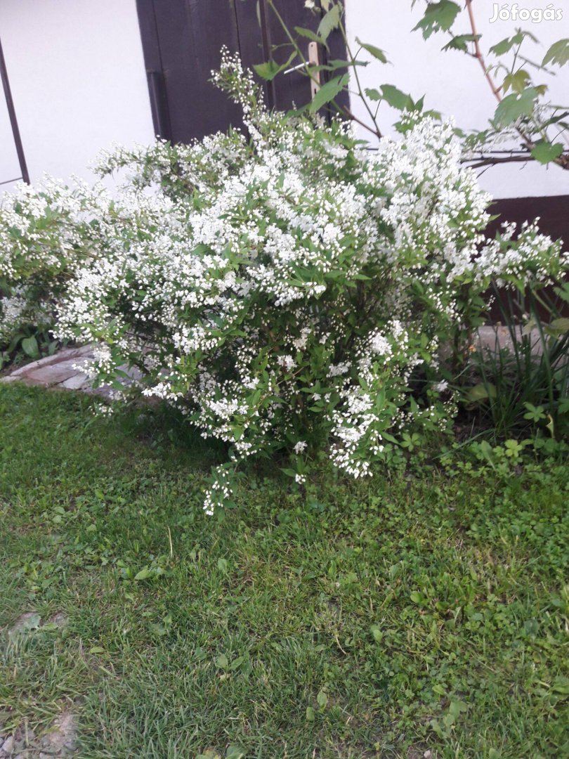 Fehér gyöngyvirágcserje bokor, csemete