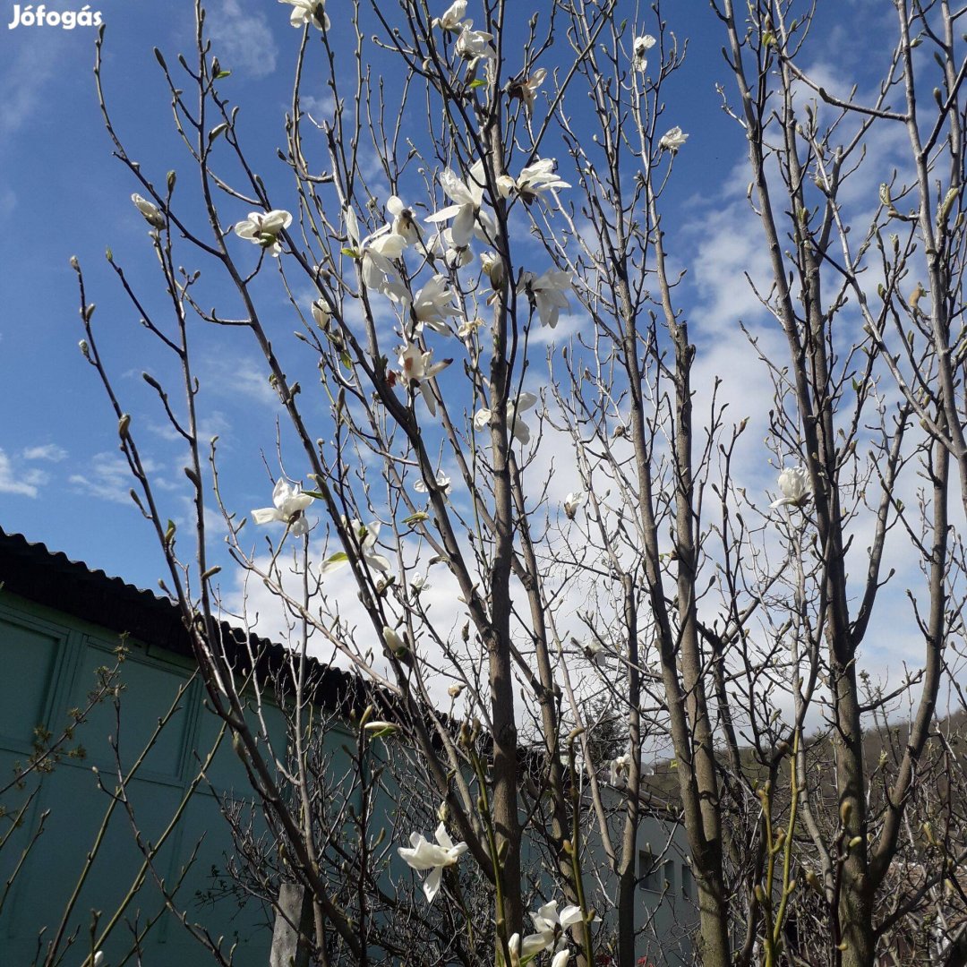 Fehér magnólia, tulipánfa hajtás, csemete