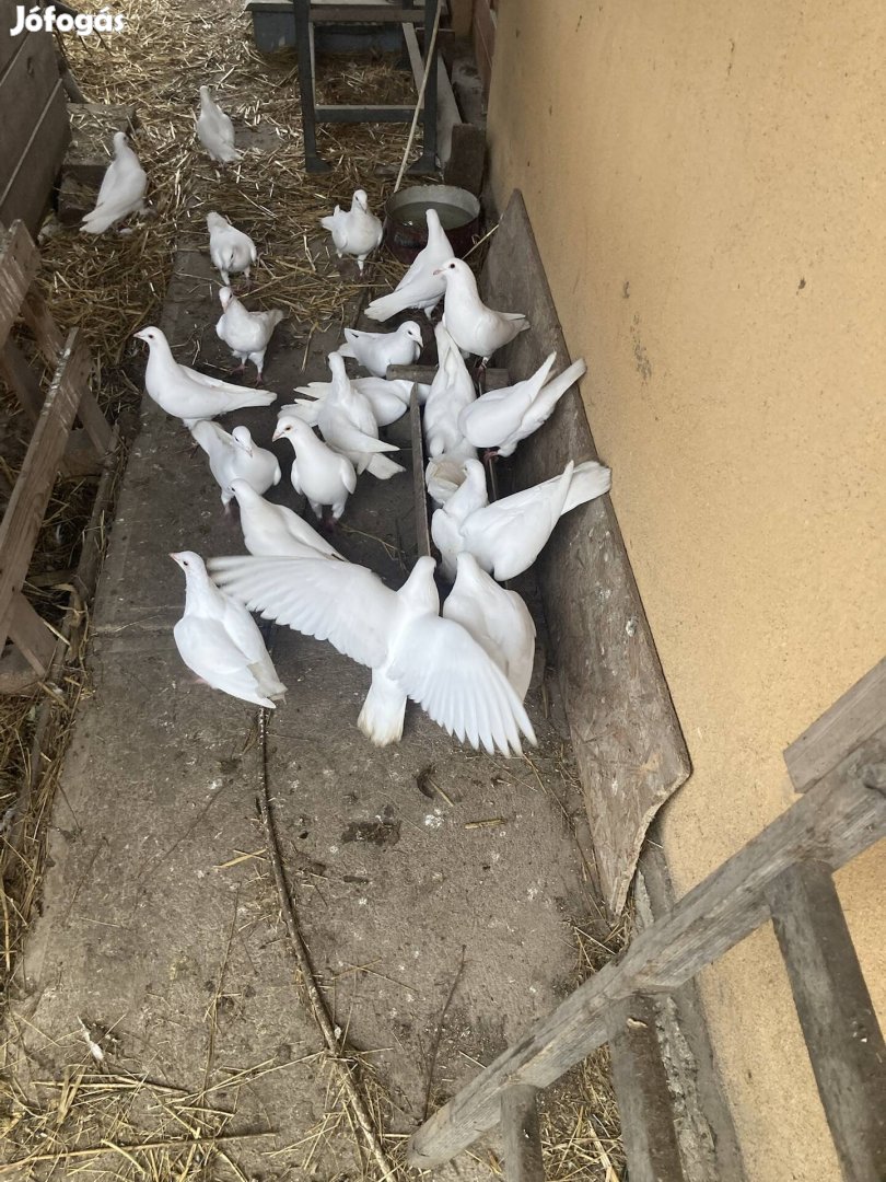 Fehér posta galamb postagalamb galambok