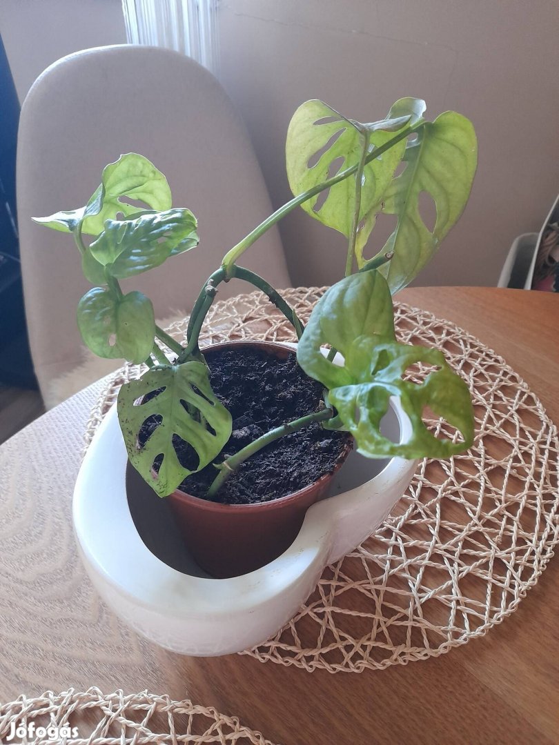 Fehér sziv alaku mázas kaspó tál monstera 