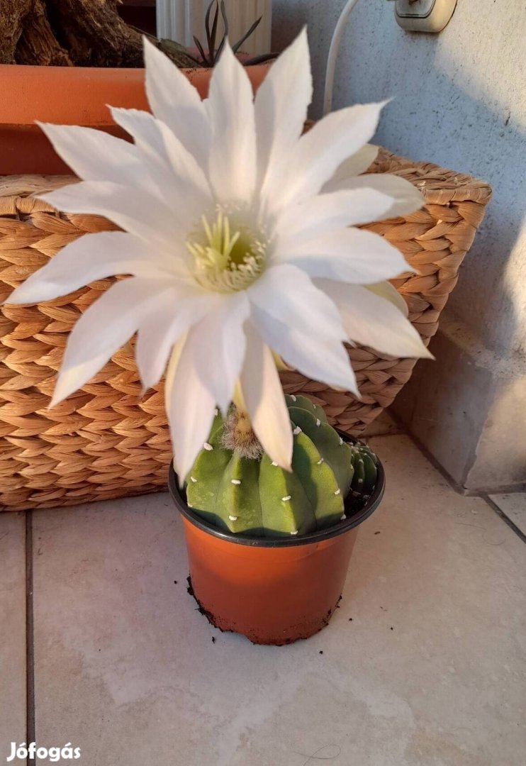 Fehér virágú gömbkaktusz kaktusz 3 fiókával bimbós 