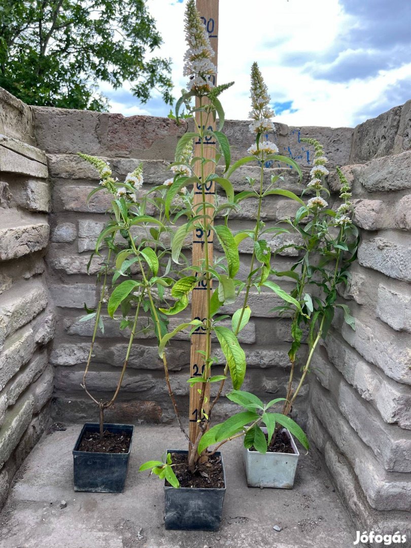 Fehér virágú nyáriorgona - Buddleia davidii