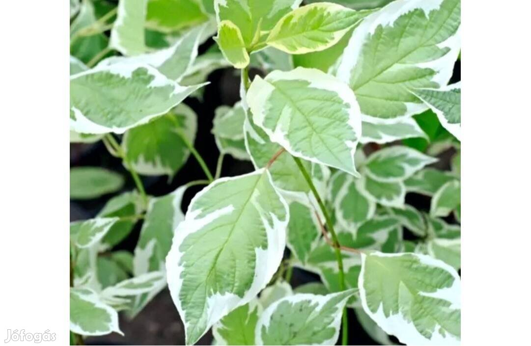 Fehértarka som, Cornus alba Sibrica variegata csemete