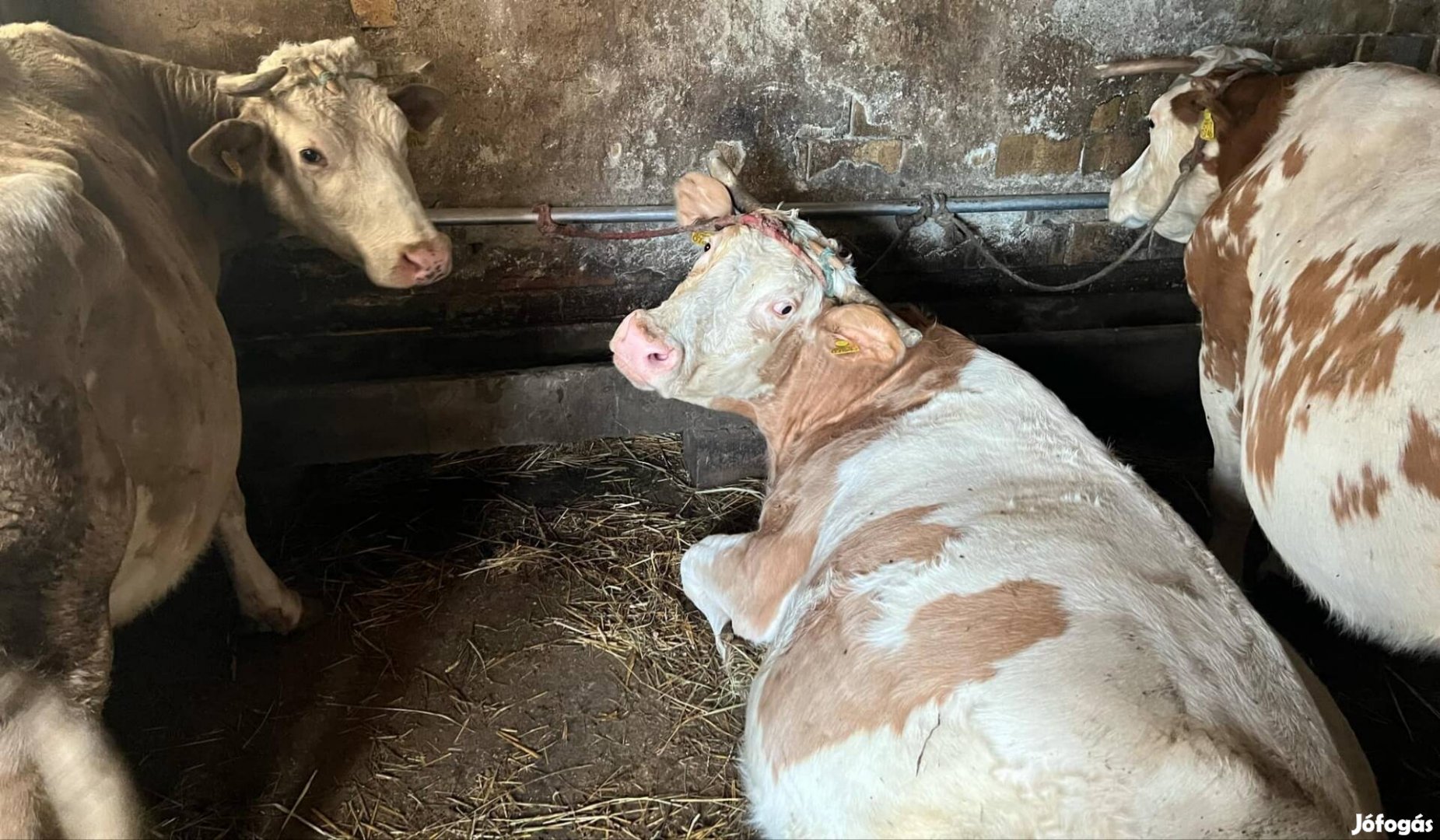 Fejős tehén 3db