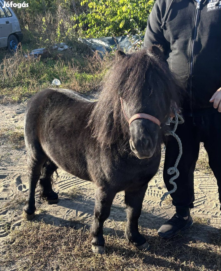 Fekete Csődör Poni 80cm Utleveles Cserelhető