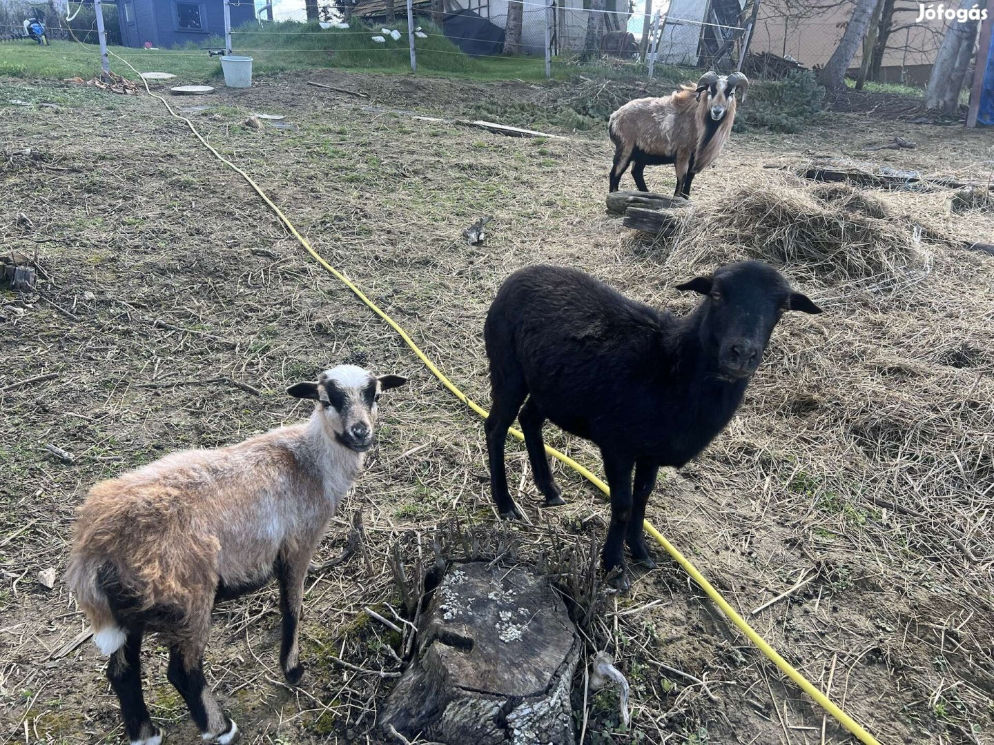 Fekete Kameruni bárány nőstény