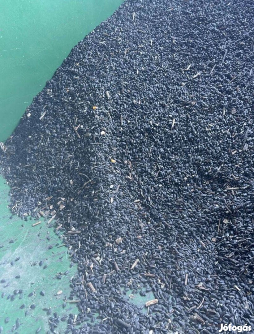 Fekete Napraforgó Eladó