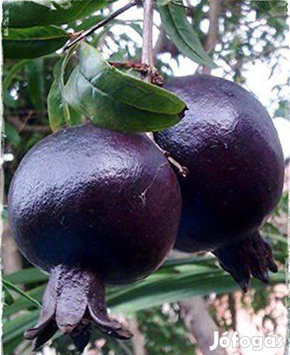 Fekete - lila gránátalma (Punica granatum 'Sweet Black') eladó