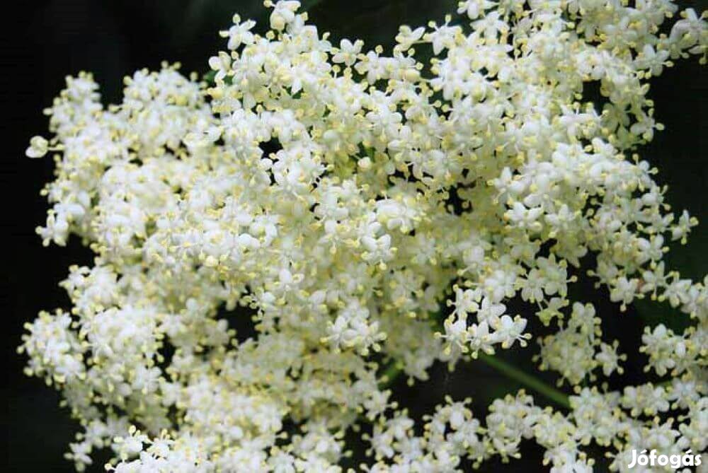 Fekete bodza Sambucus nigra