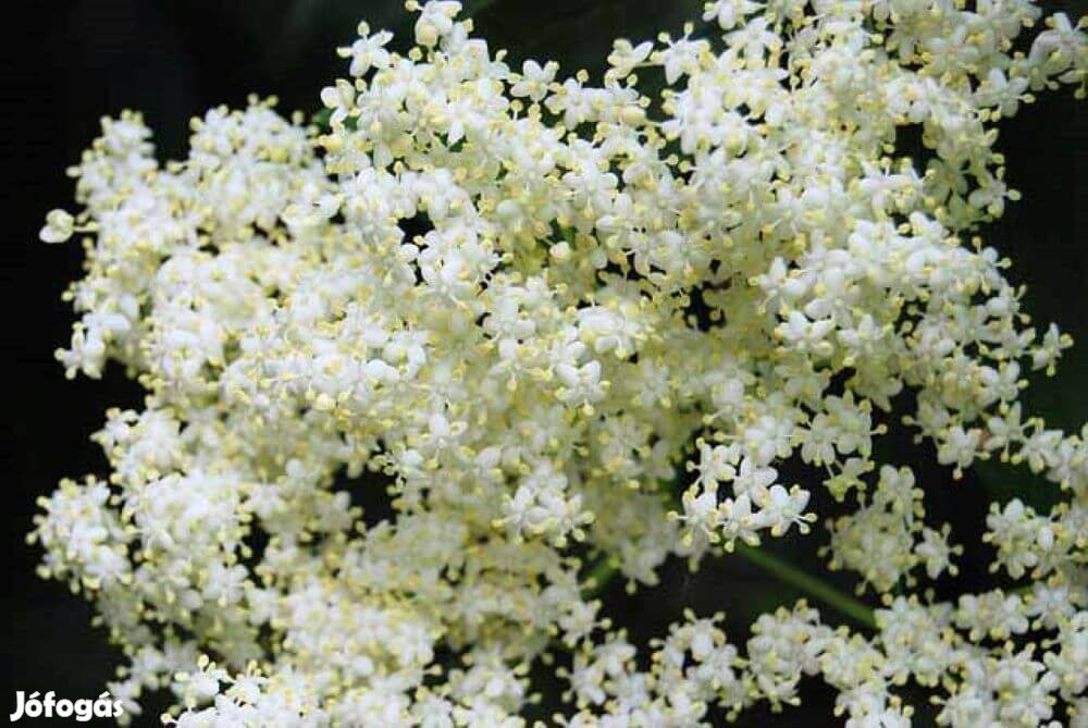 Fekete bodza Sambucus nigra