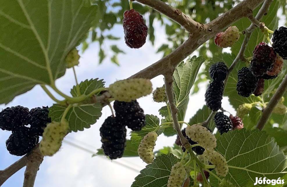 Fekete eperfa konténeres - Morus nigra - palánta csemete