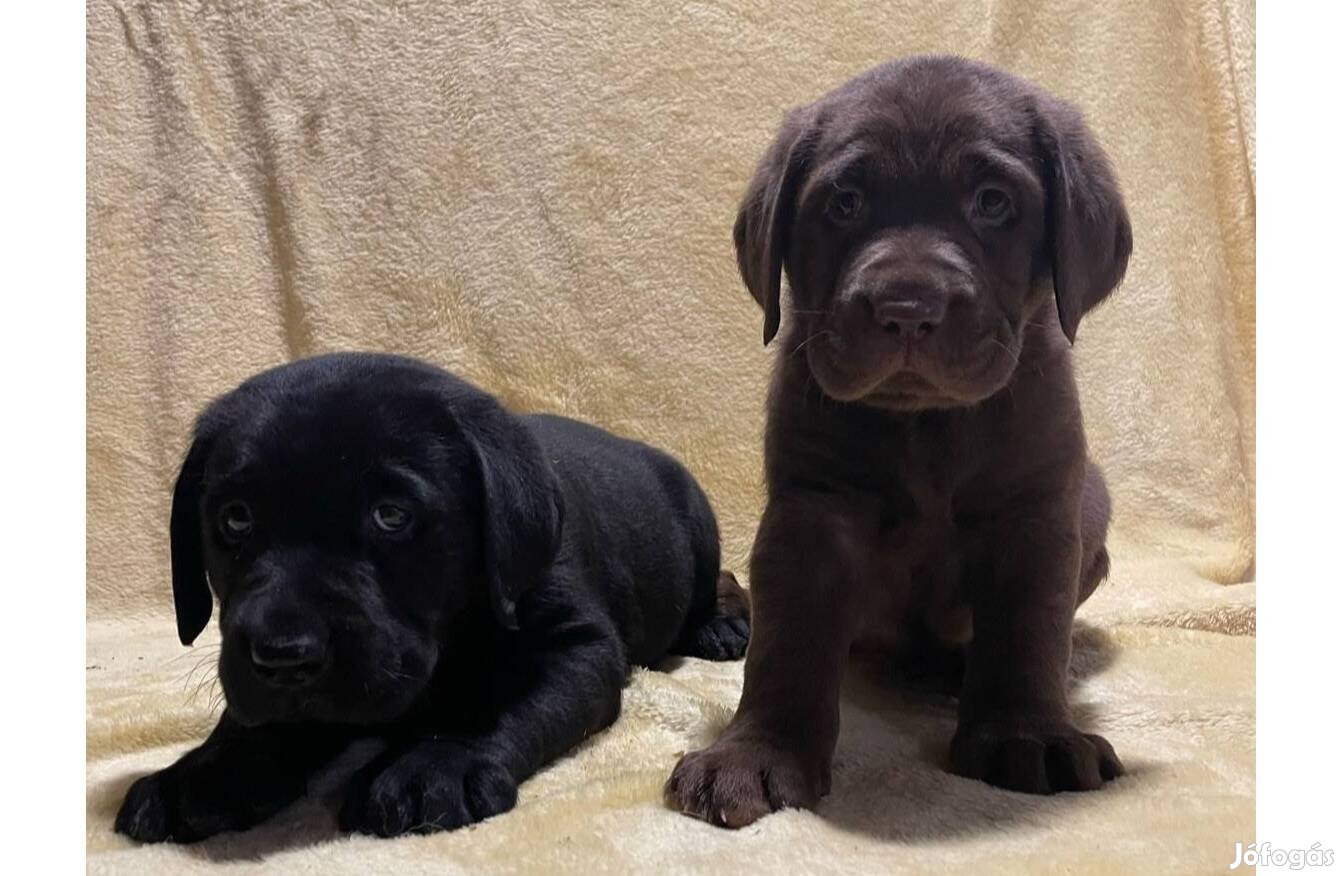 Fekete és Csoki barna Labrador