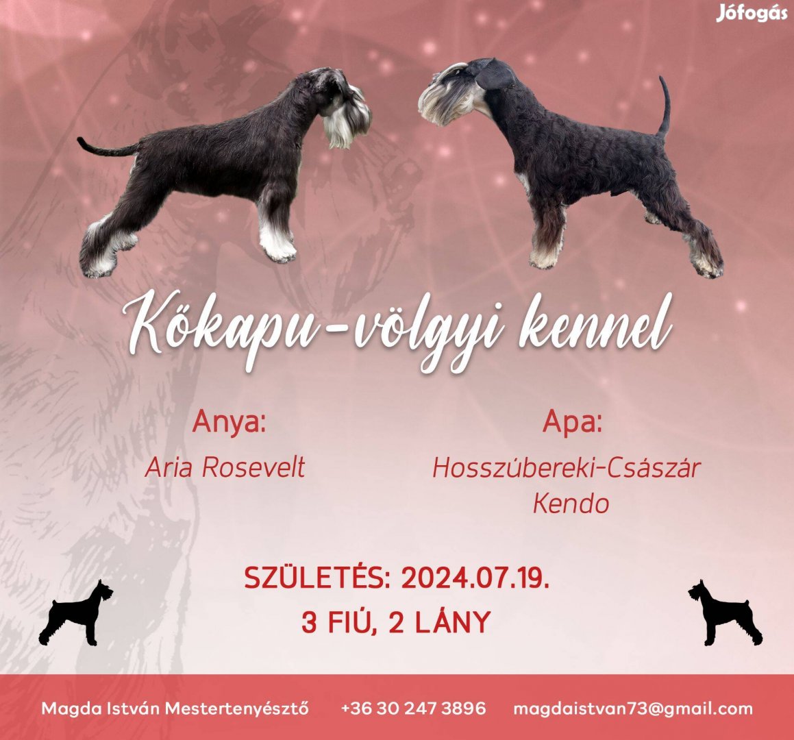 Fekete-ezüst törpe schnauzer kan kiskutya elérhető mestertenyészetből