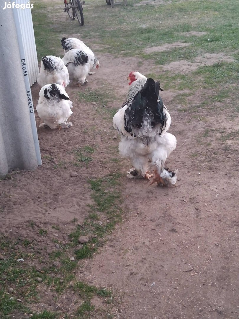 Fekete fehér columbian brahma tojás