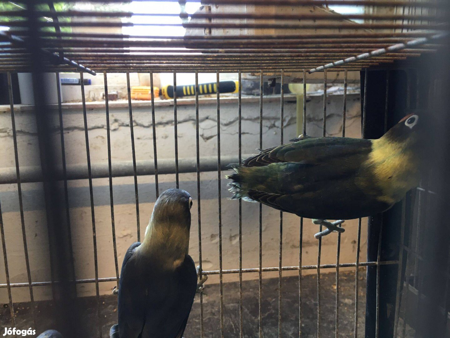 Fekete fejű törpék eladok