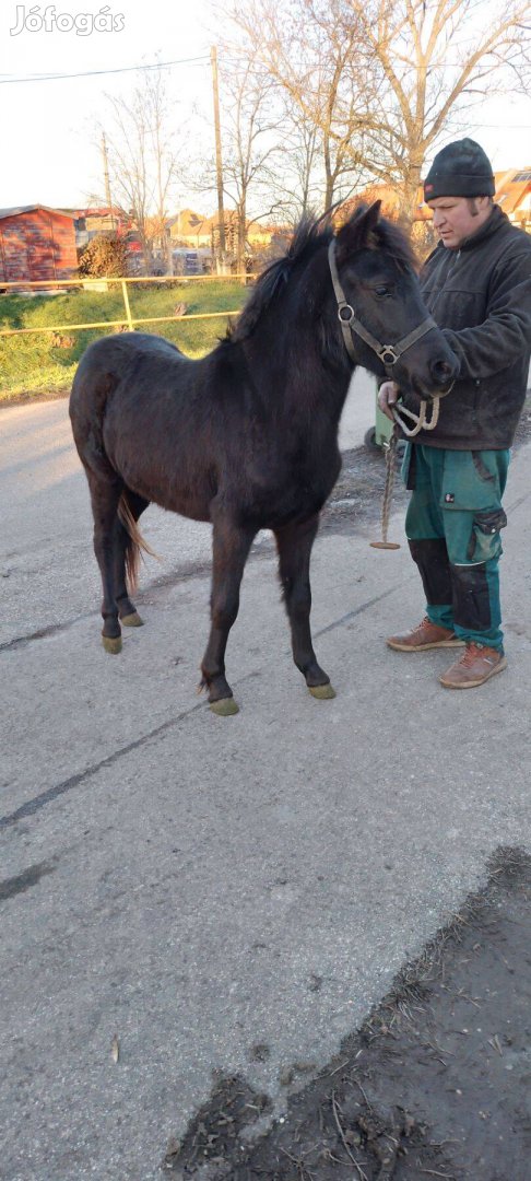 Fekete kanca csikó eladó