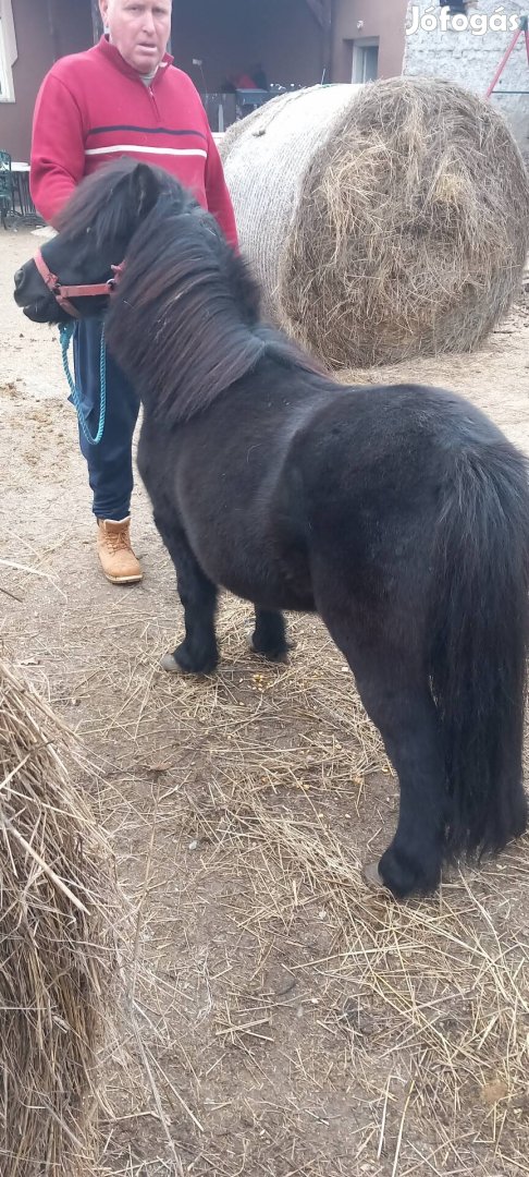 Fekete kanca póni