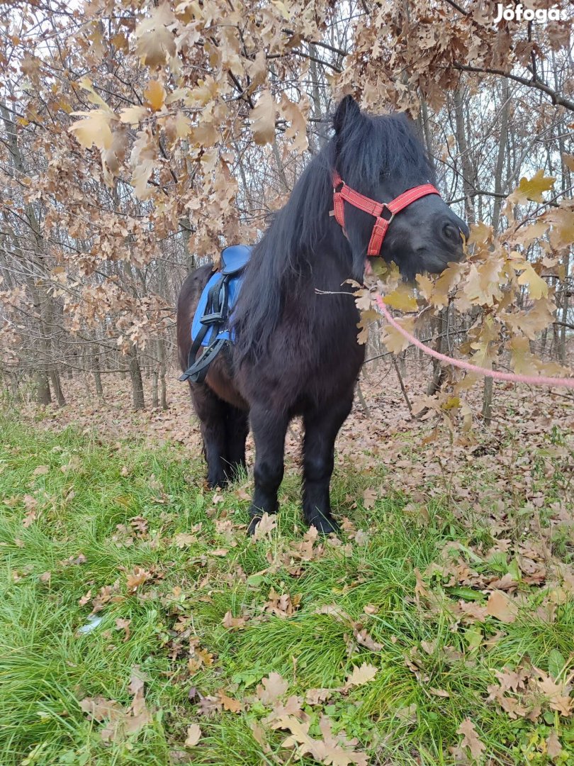 Fekete kanca póni 