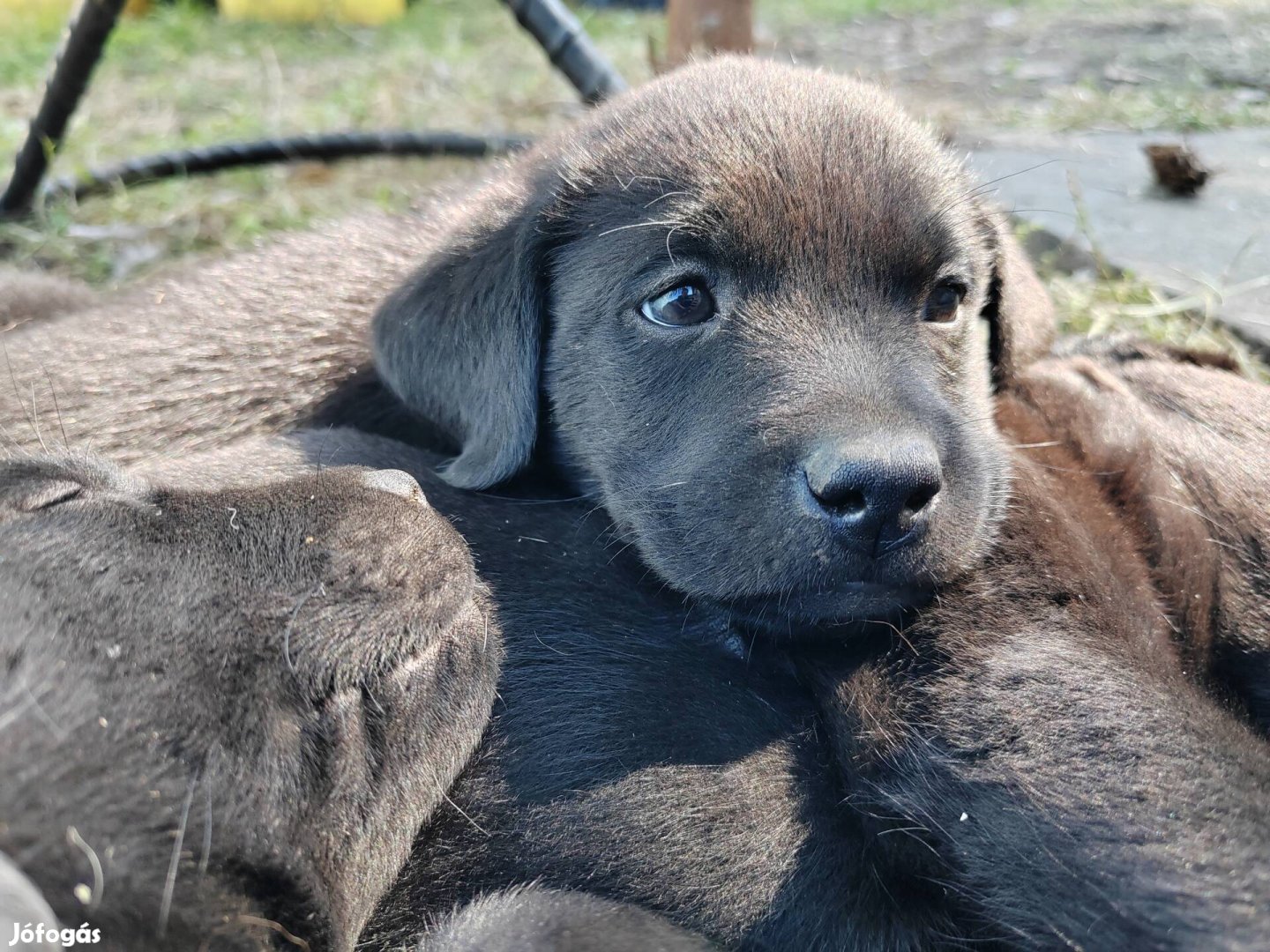 Fekete labrador jellegű kiskutyák ingyen elvihetőek