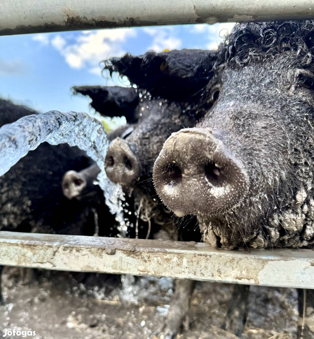 Fekete mangalica tenyész