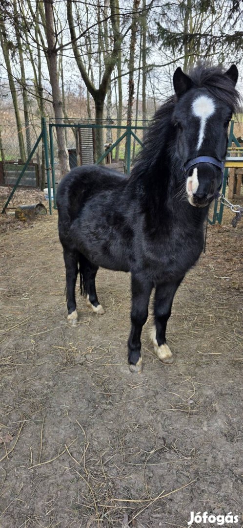 Fekete póni eladó