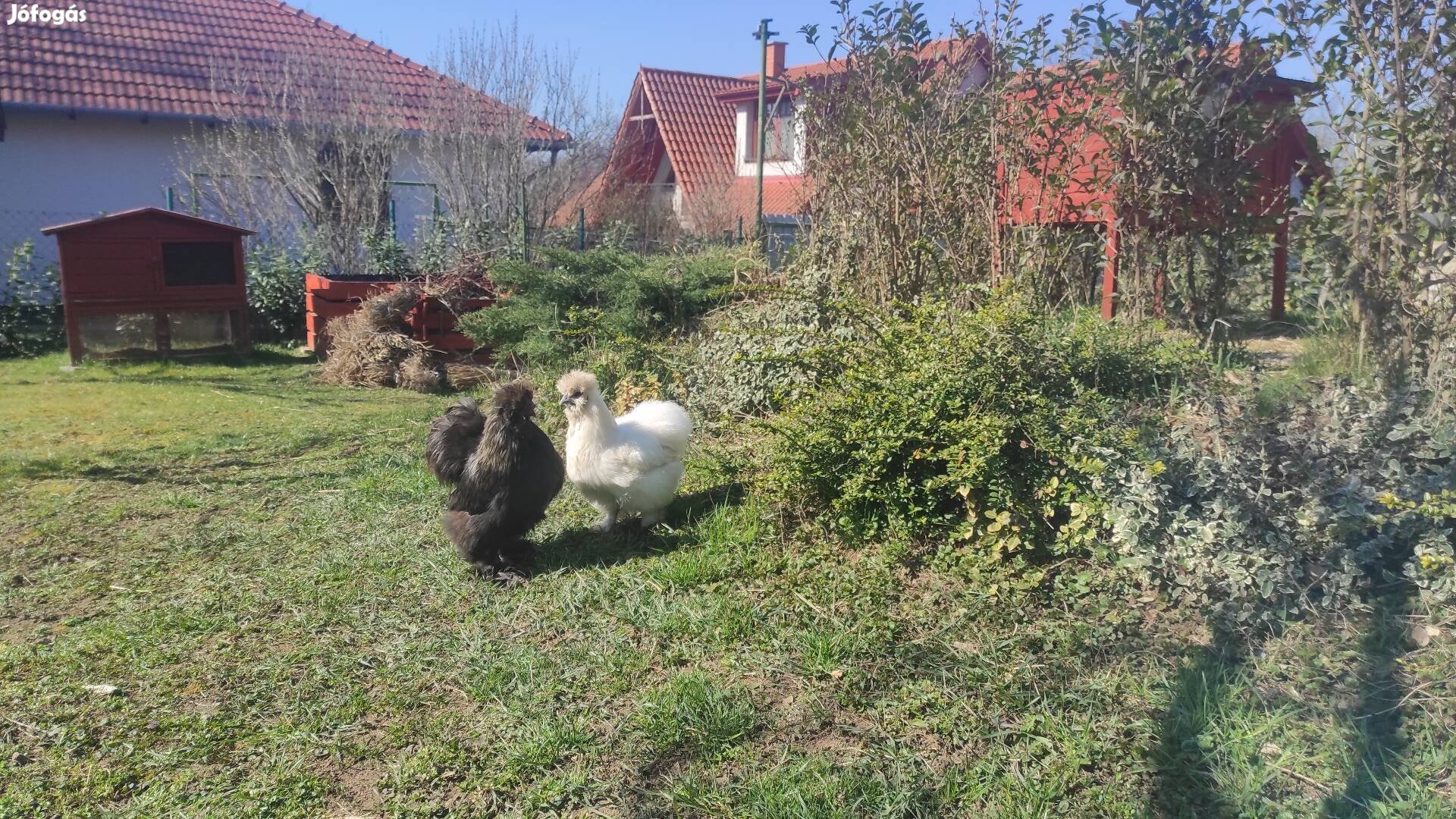 Fekete selyem kakas udvart váltana (csak a kakas)