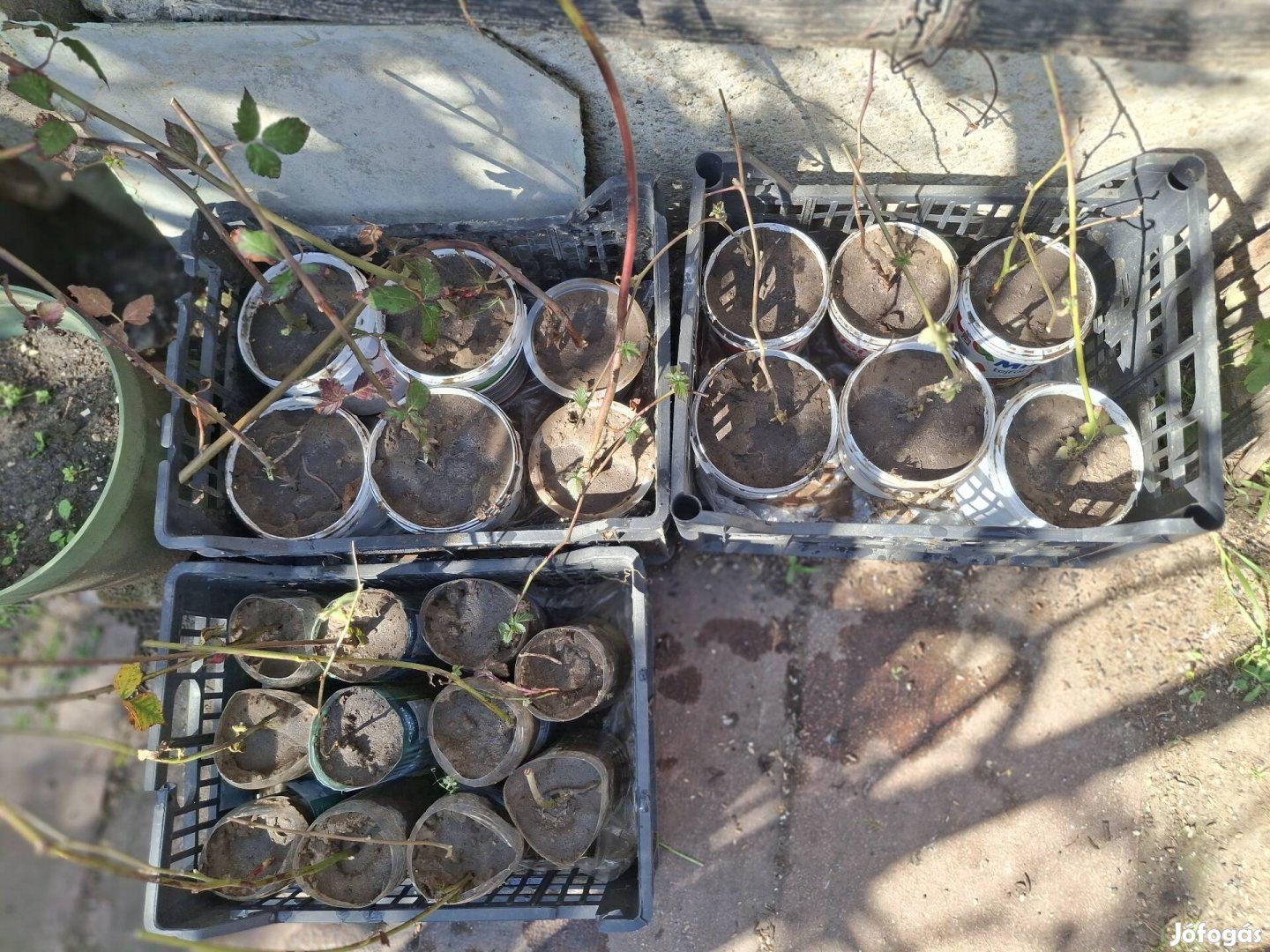 Fekete szeder tö, tüskementes