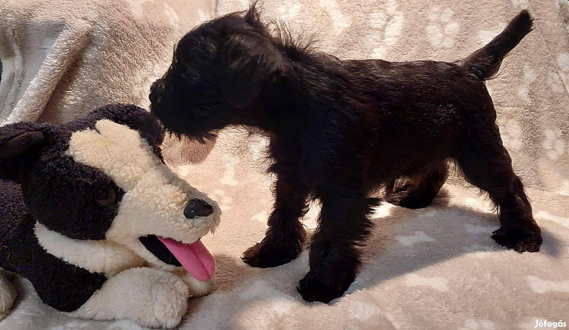 Fekete törpe schnauzer eladó