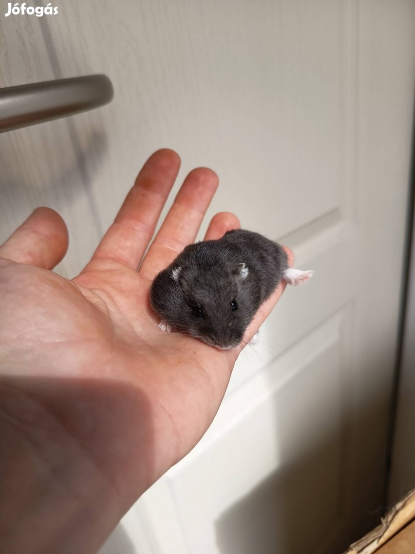 Fekete törpehörcsög