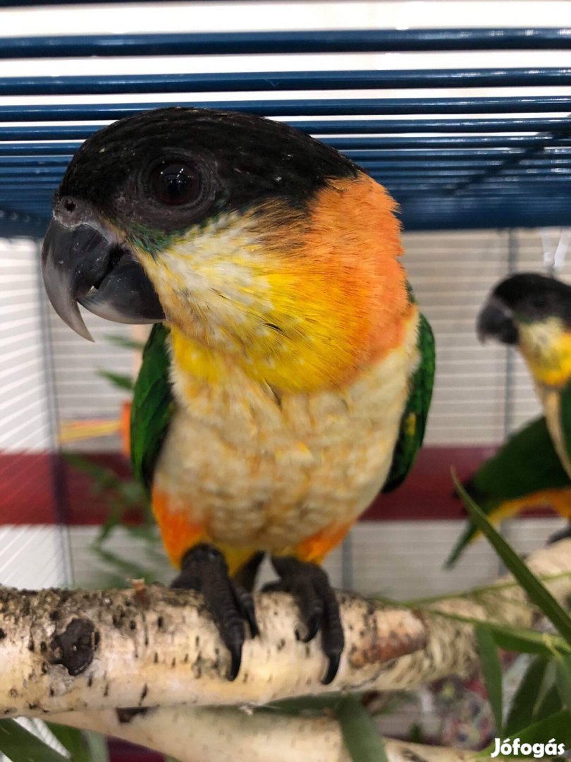 Feketesapkás papagáj fiatalok