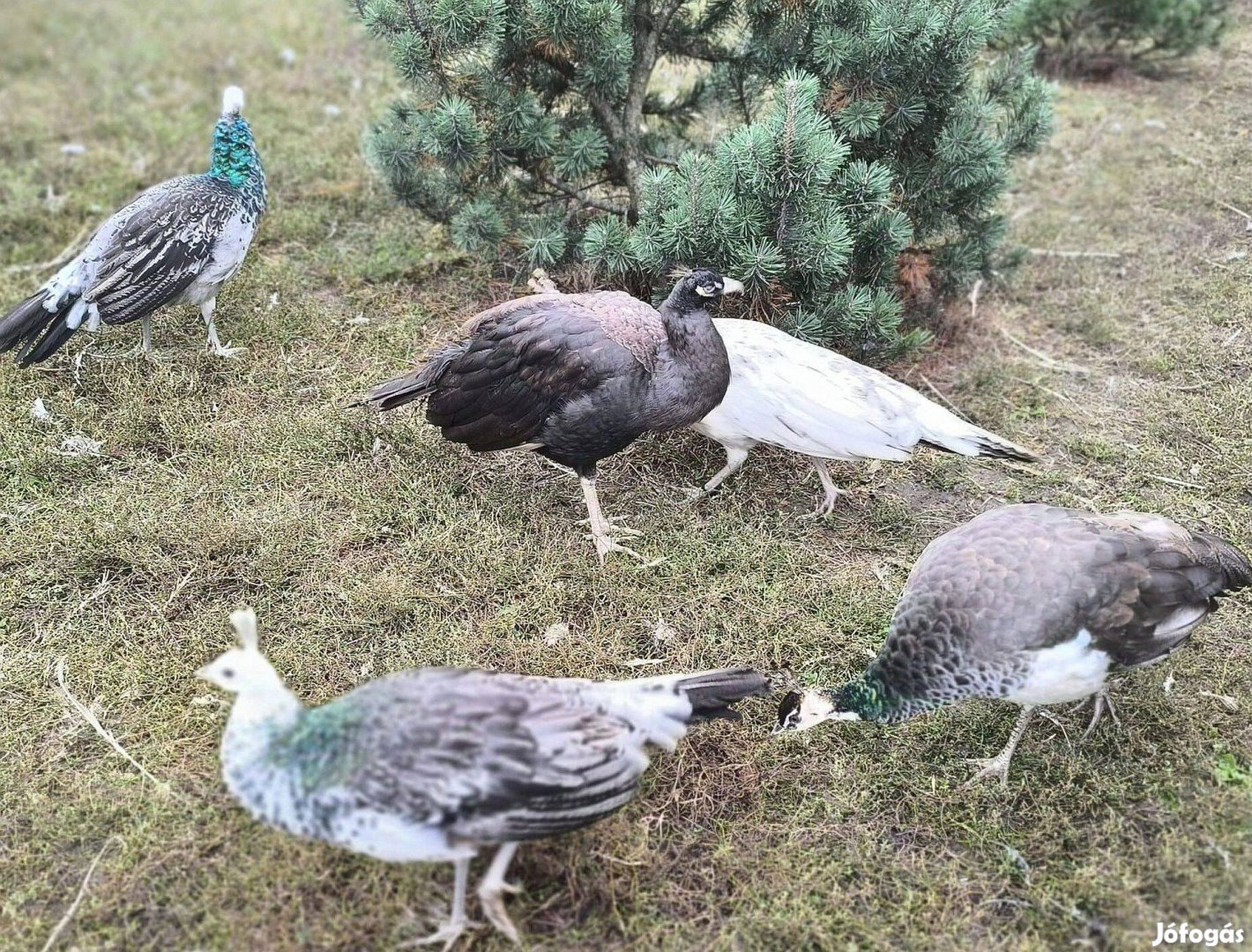 Feketeszárnyú páva kakas eladó