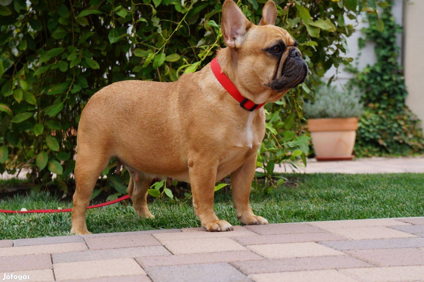 Felnőtt Francia Bulldog