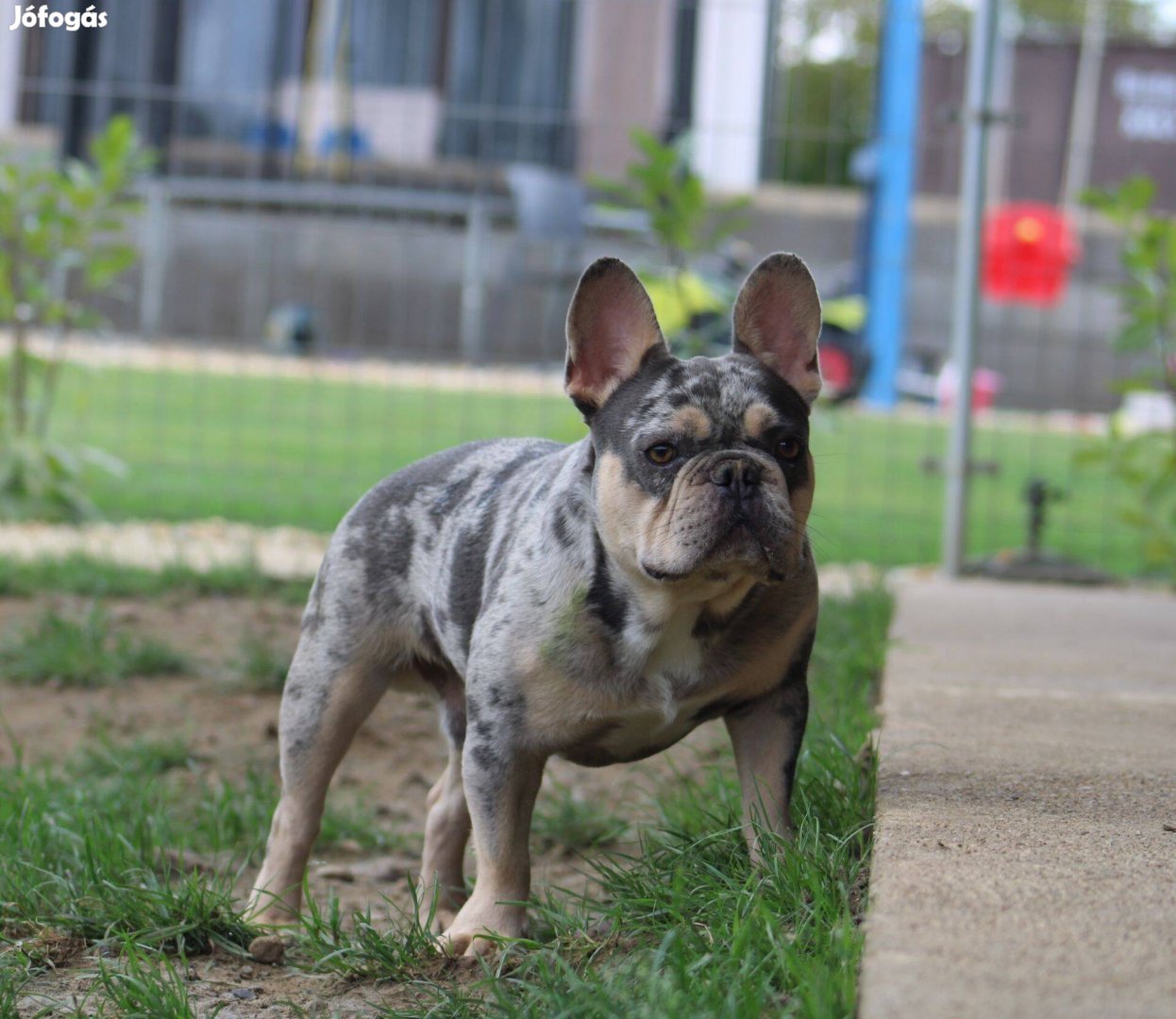 Felnőtt francia bulldog szukák és kanok