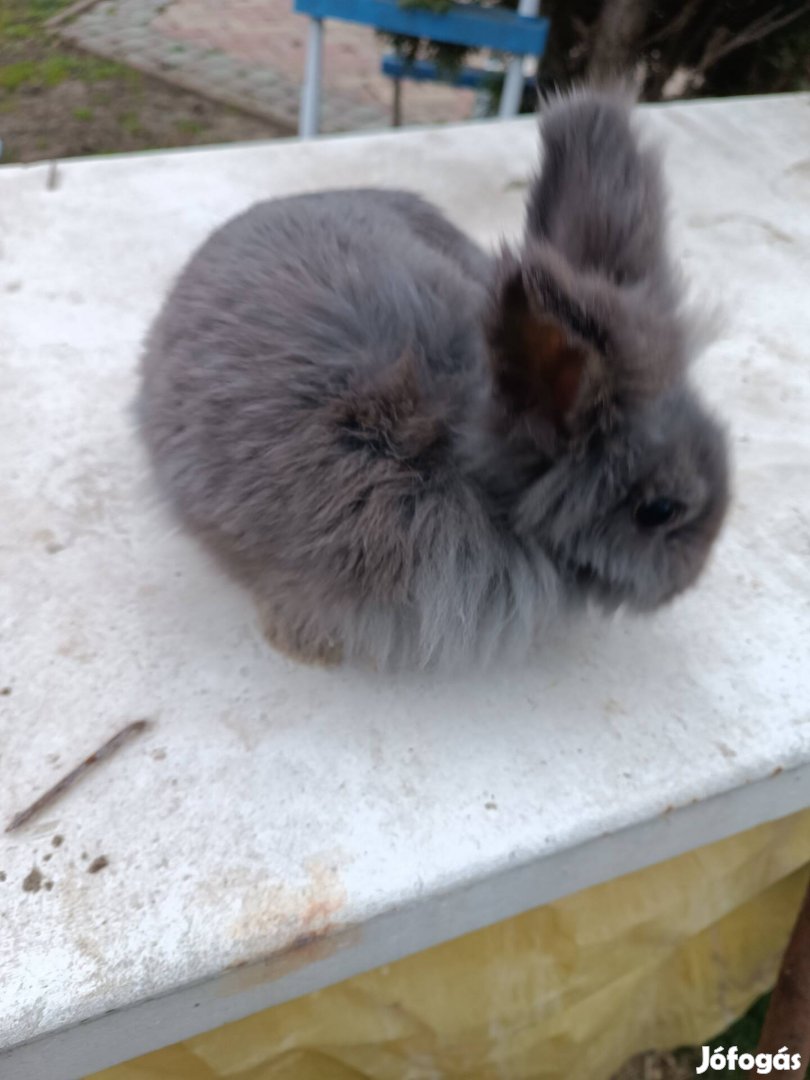 Felnőtt törpenyúl eladó kedvencnek