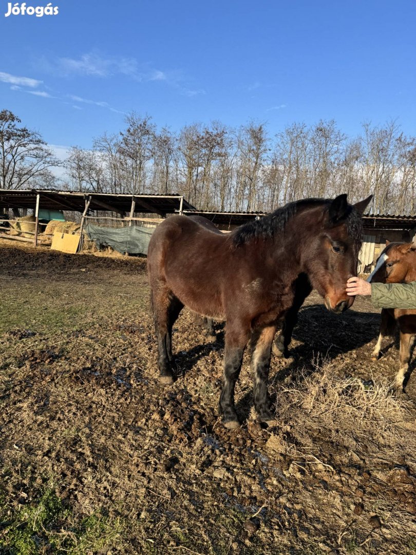 Félsodrott útleveles kanca