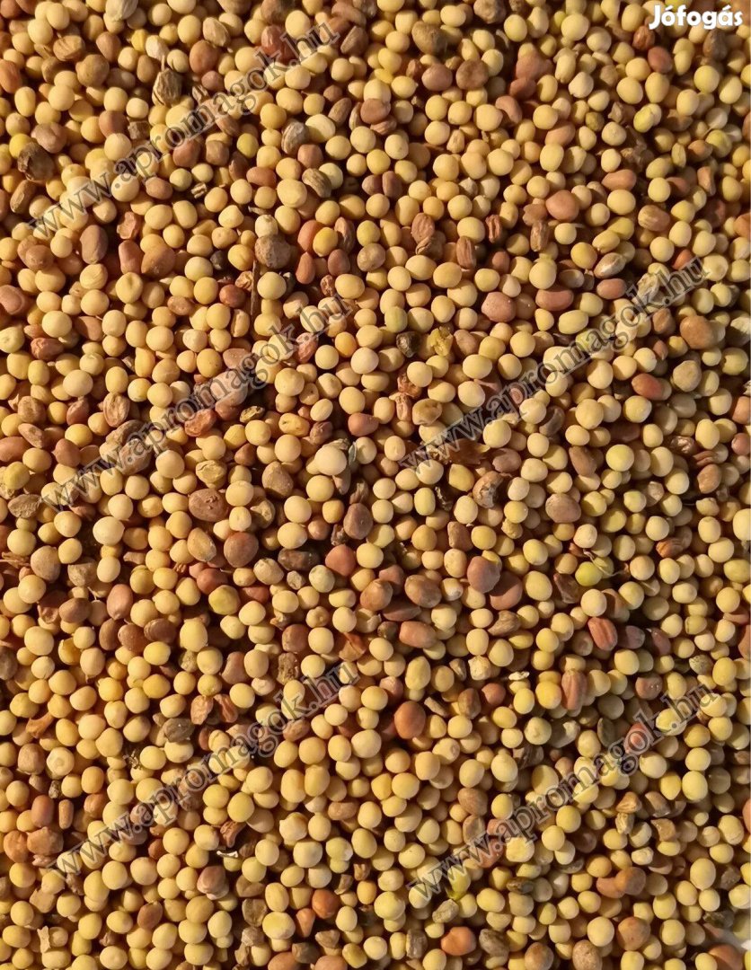 Fémzárolt, gazdaságos zöldítő páros olajretek mustármag