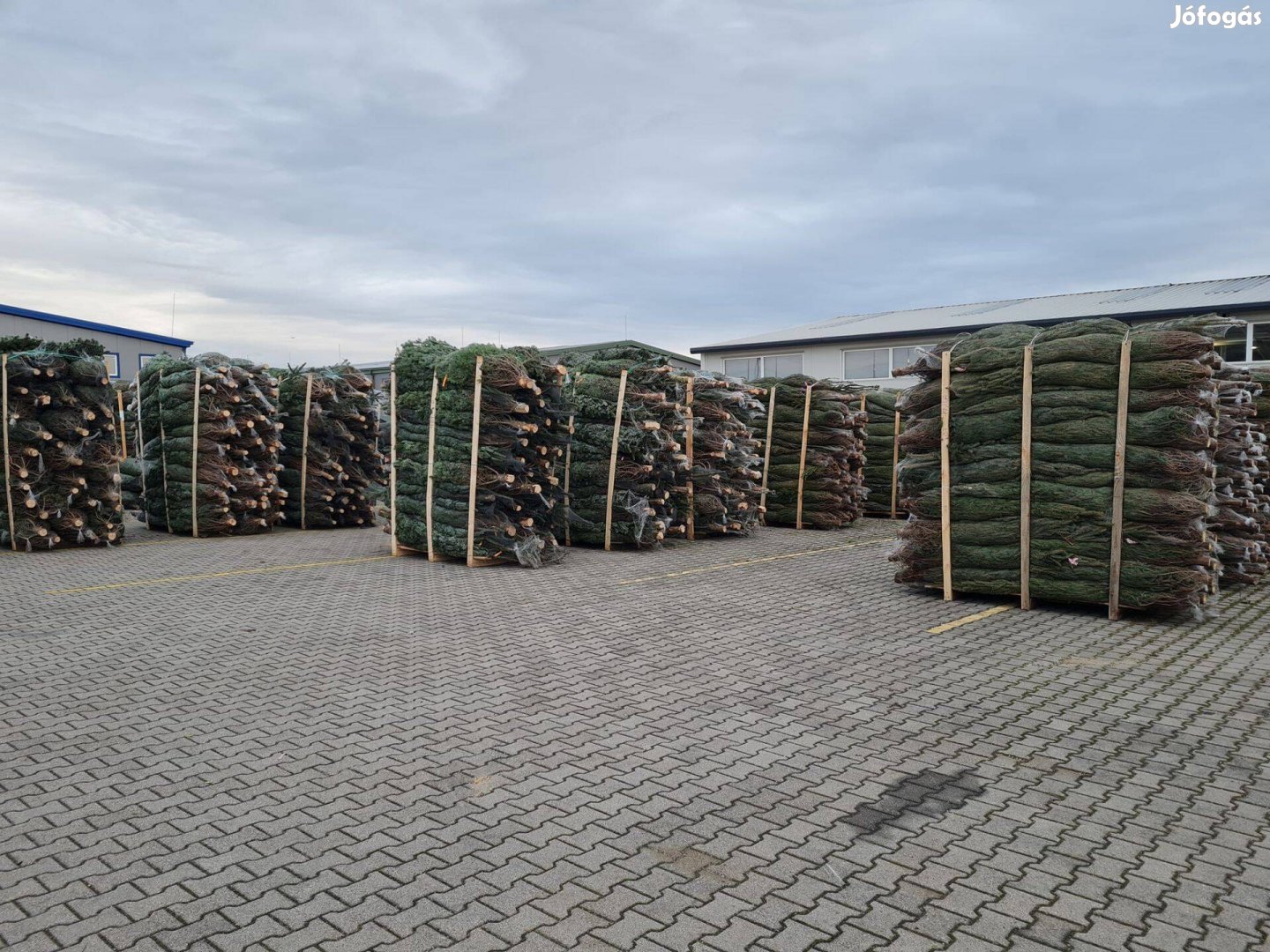 Fenyőfa karácsonyfának több féle minőségben nagy tételben eladó