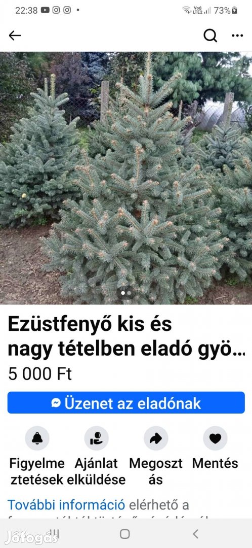 Fenyőfa karácsonyra