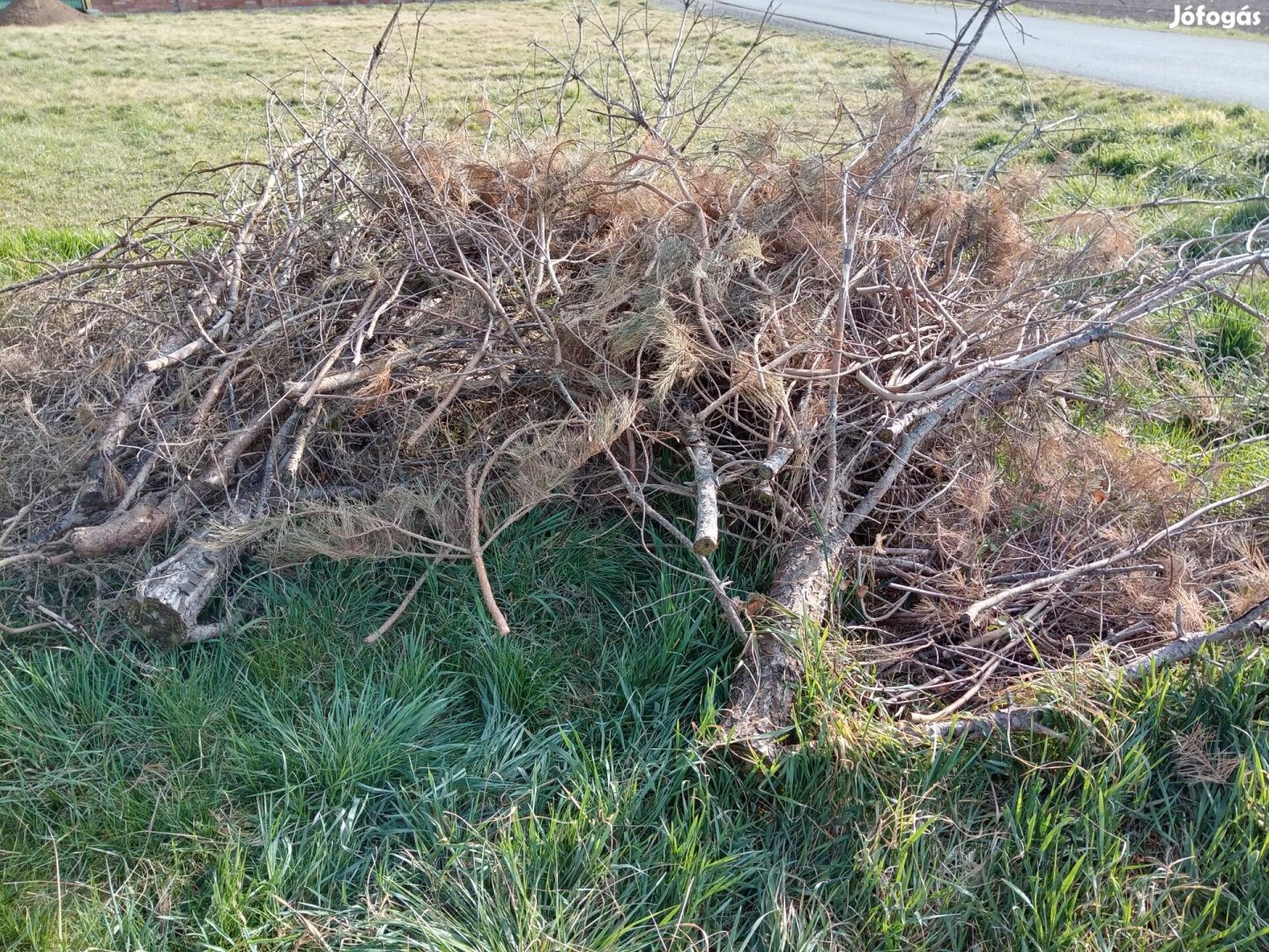 Fenyőfagalyak a kép szerinti mennyiségben. 