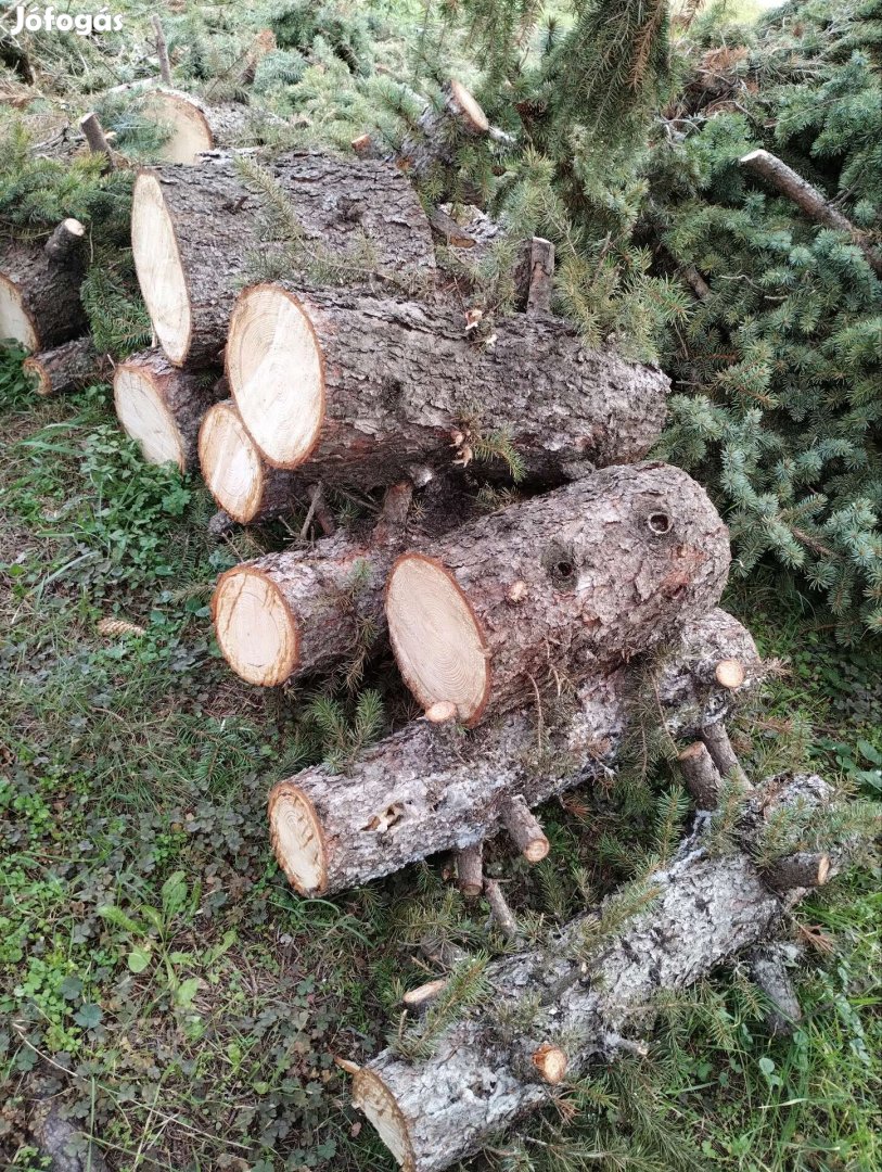 Fenyőfarönk eladó!