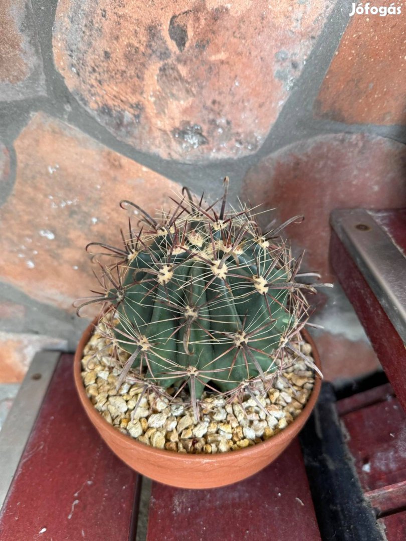 Fero kaktuszok eladók